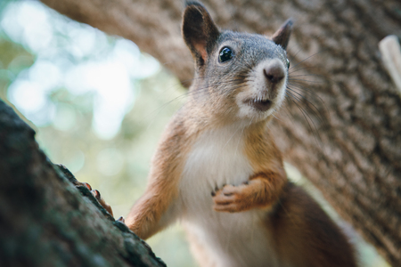 ore squirrel sits on the trunk of the tree and looks off into the distanceの写真素材