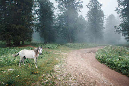 Small horse stands near the road in fogの写真素材