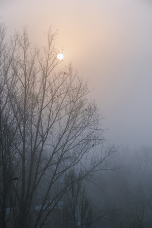 Crows sit on the branches of a tree without leaves. Silhouette against the sky.の写真素材