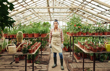 Horizontal long shot of young adult Hispanic woman wearing apron and rubber boots standing in greenhouse looking at cameraの写真素材
