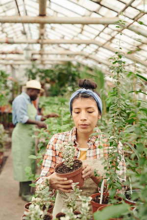 Vertical shot of young Hispanic woman working in modern greenhouse holding pot with plant checking its healthの写真素材