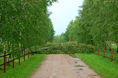 tree lying across the road photoの写真素材
