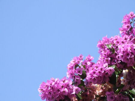 flowers photoの写真素材
