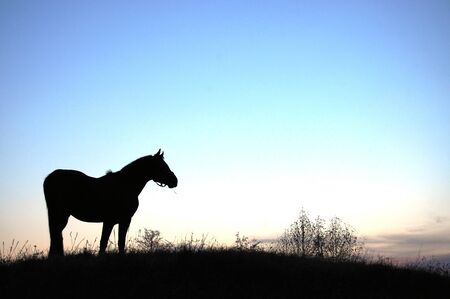 horse figure photoの写真素材