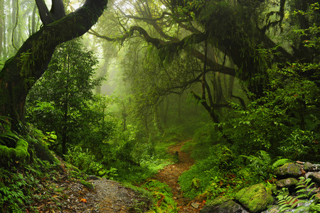 Forest of Nepalの写真素材