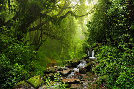 Forest of Nepalの写真素材