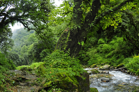 Forest of Nepalの写真素材