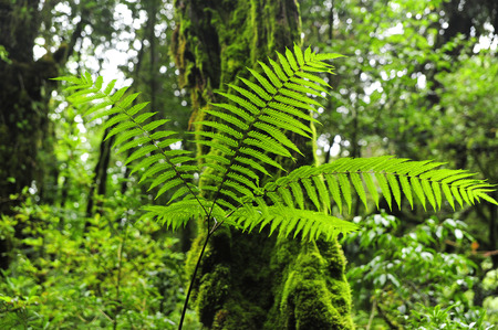 Forest of Nepalの写真素材