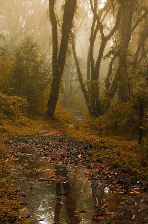 Forest in autumn Nepalの写真素材
