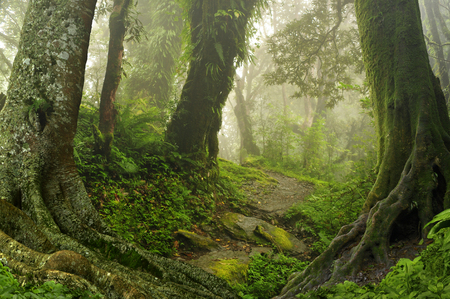 Nepal jungleの写真素材