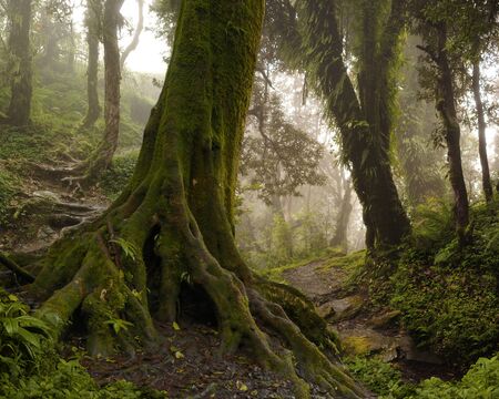 Nepal jungleの写真素材