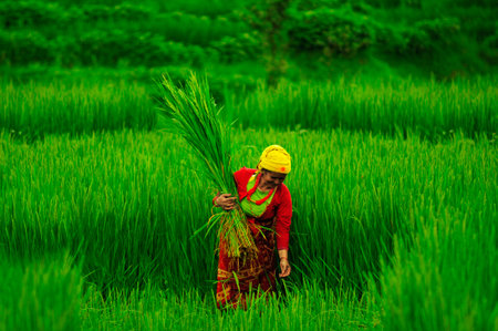 Gurkha, Nepal - September 01, 2010: Rural woman working in rice fields in Gurkha, Nepalのeditorial素材