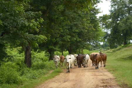Cows walking on a trail in Asiaの写真素材