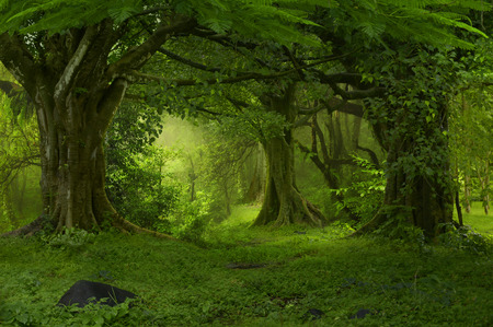 Deep tropical jungles of Southeast Asia in augustの写真素材