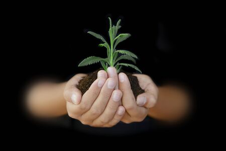 Hands with soil and leaf budの写真素材