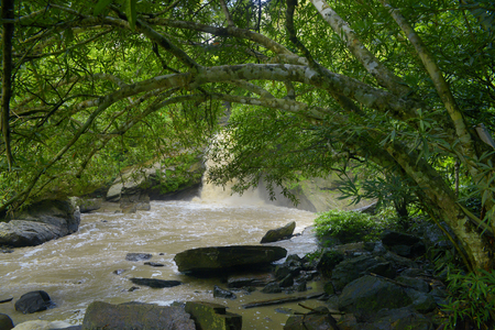 Thailand rainforestの写真素材