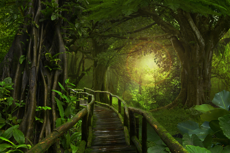 Deep tropical jungles of Southeast Asia in augustの写真素材