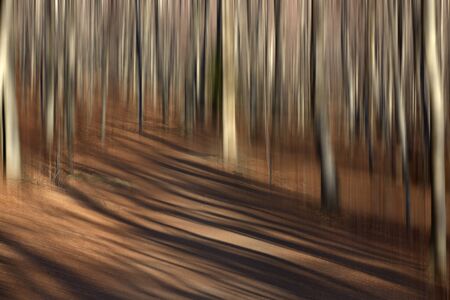Beech forestの写真素材