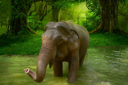 Elephant in Thailand