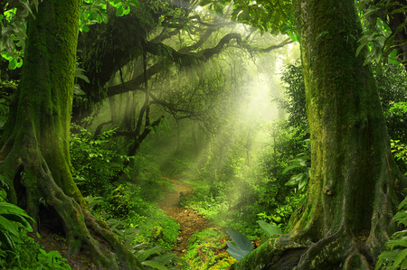 Nepal jungleの写真素材