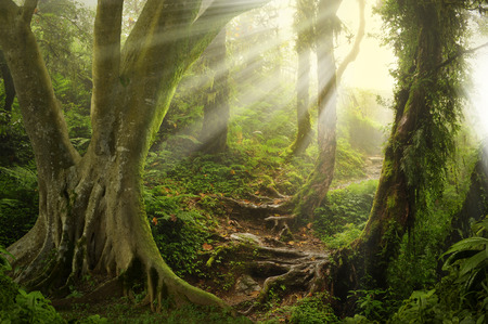 Nepal jungleの写真素材
