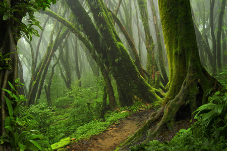 Deep tropical jungles of Asia in augustの写真素材