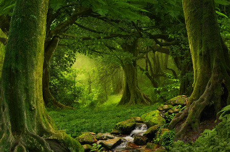 Deep tropical jungles of Southeast Asia in augustの写真素材