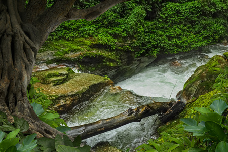 Deep tropical jungles of Asia in augustの写真素材