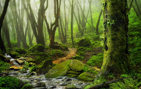 Nepal jungle with riverの写真素材