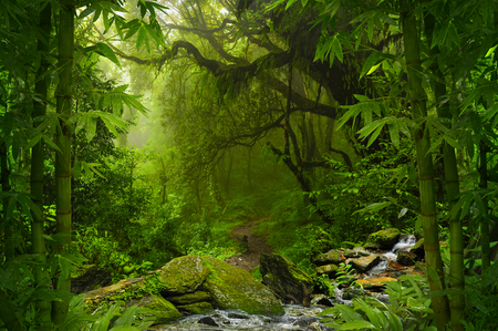 Tropical jungleの写真素材