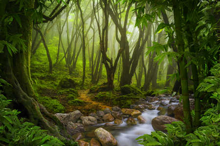 Tropical jungleの写真素材