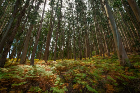 Eucalyptus forestの写真素材