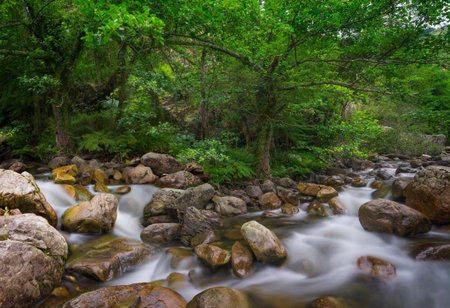 Rain forest with riverの写真素材