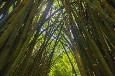 Asian jungleの写真素材