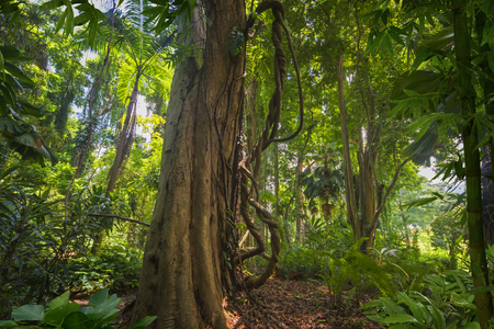 Asian jungleの写真素材