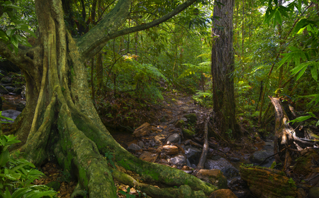Asian jungleの写真素材