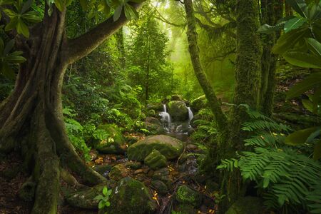 Asian tropical jungleの写真素材