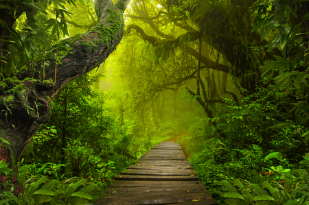 Asian rainforest jungleの写真素材