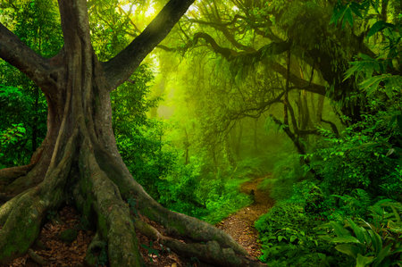 Asian rainforest jungle