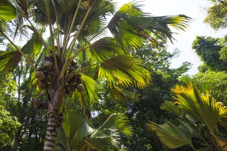 Asian tropical rainforestの写真素材