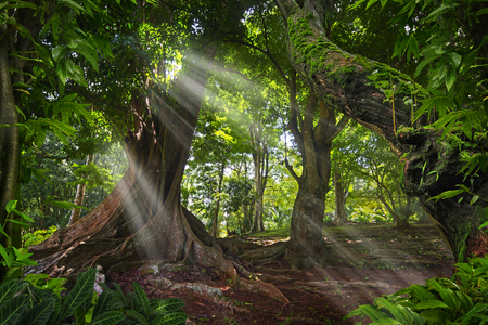 Asian tropical rainforestの写真素材