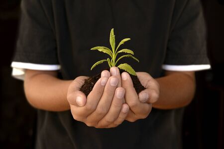 Hands with soil and leaf budの写真素材