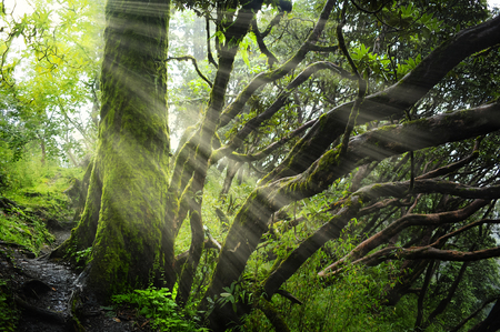 Asian tropical rainforestの写真素材