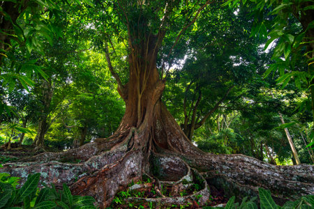 Asian tropical rainforest