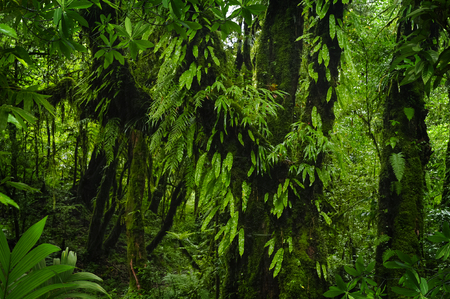 Asian tropical rainforestの写真素材