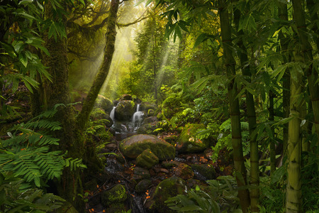 Asian tropical rainforestの写真素材