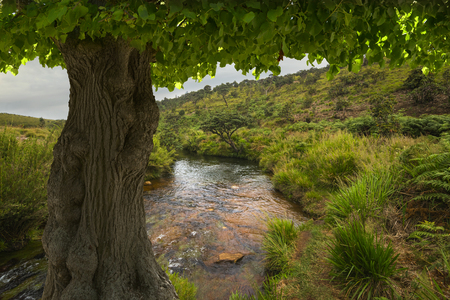 Asian tropical rainforestの写真素材