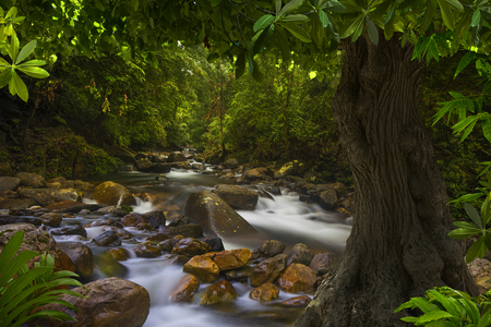 Asian tropical rainforestの写真素材