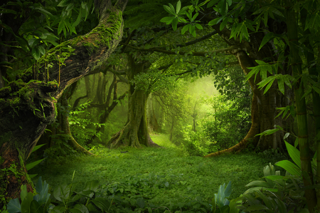 Asian tropical rainforestの写真素材