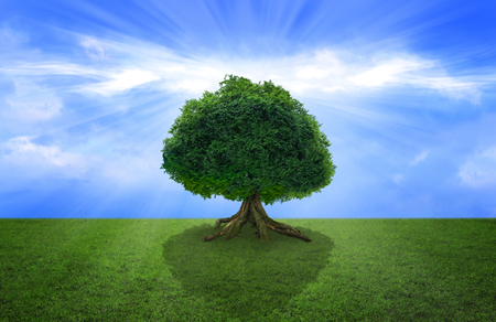Tropical tree in a meadowの写真素材